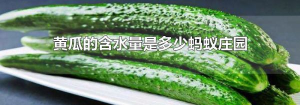黄瓜的含水量是多少蚂蚁庄园