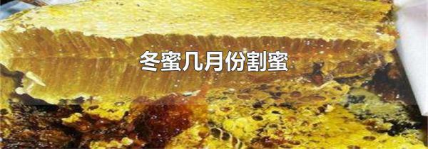 冬蜜几月份割蜜