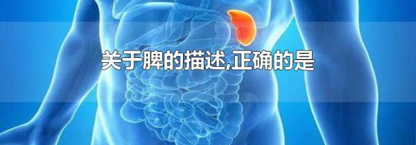 关于脾的描述,正确的是