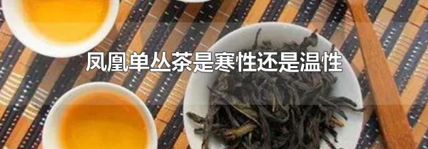 凤凰单丛茶是寒性还是温性