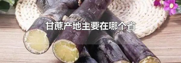 甘蔗产地主要在哪个省