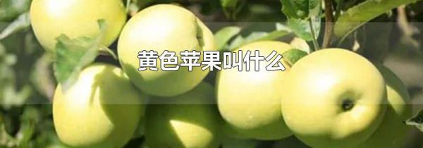 黄色苹果叫什么
