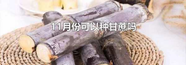 11月份可以种甘蔗吗