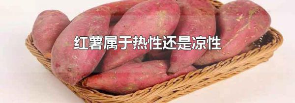 红薯属于热性还是凉性