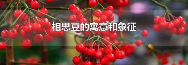 相思豆的寓意和象征