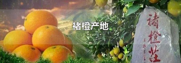 褚橙产地