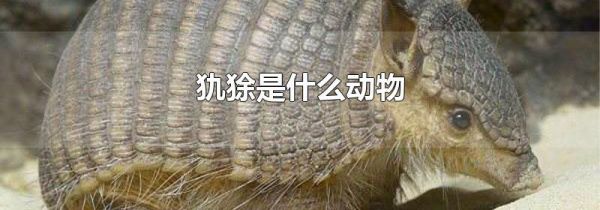 犰狳是什么动物