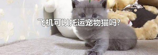 飞机可以托运宠物猫吗?