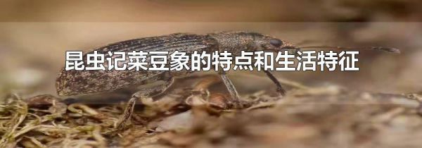 昆虫记菜豆象的特点和生活特征