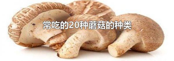 常吃的20种蘑菇的种类