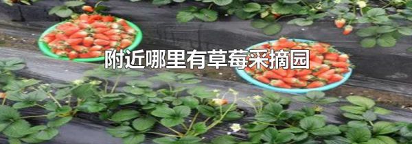附近哪里有草莓采摘园