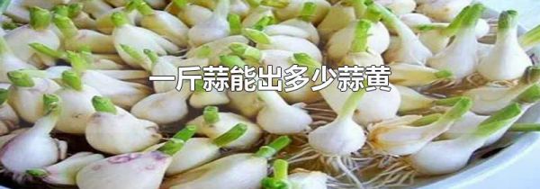 一斤蒜能出多少蒜黄