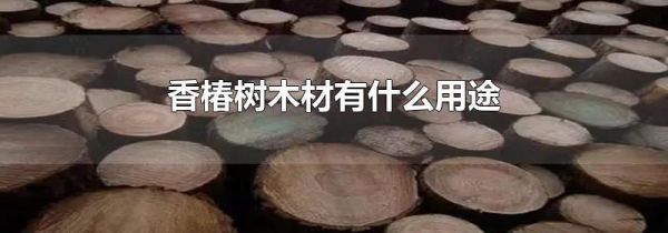香椿树木材有什么用途