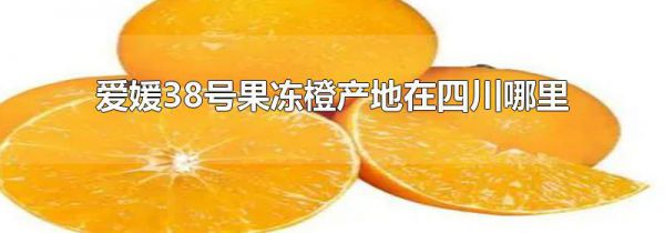 爱媛38号果冻橙产地在四川哪里