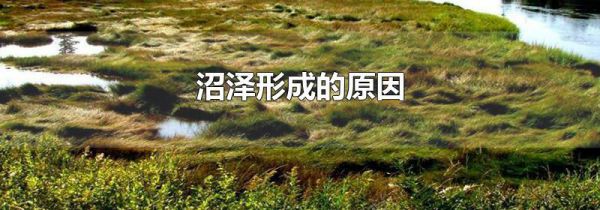 沼泽形成的原因