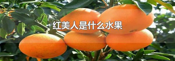 红美人是什么水果