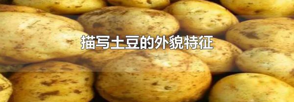 描写土豆的外貌特征