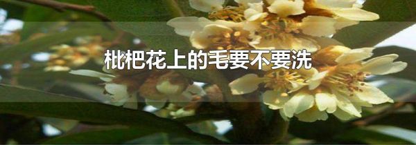枇杷花上的毛要不要洗