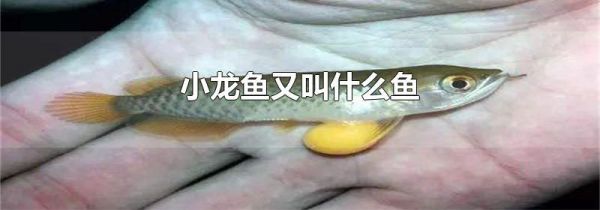 小龙鱼又叫什么鱼
