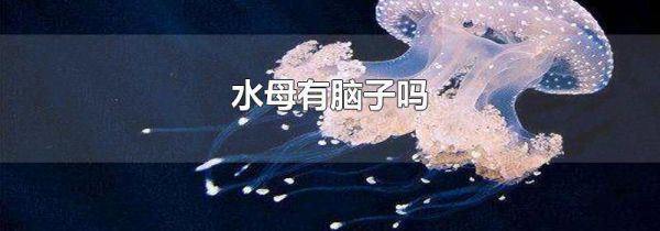 水母有脑子吗