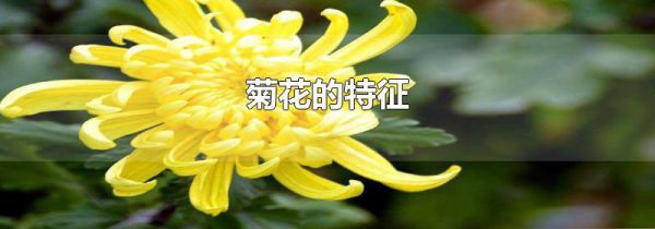 菊花的特征