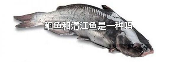 鮰鱼和清江鱼是一种吗