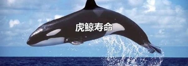 虎鲸寿命