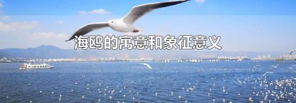 海鸥的寓意和象征意义