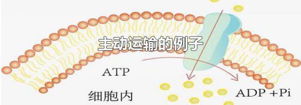 主动运输的例子
