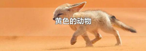黄色的动物