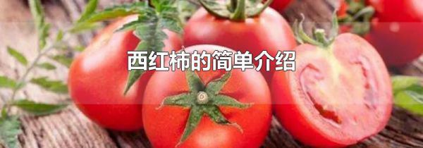 西红柿的简单介绍