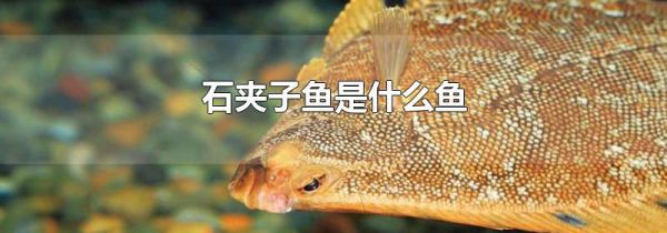 石夹子鱼是什么鱼