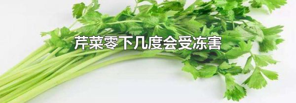 芹菜零下几度会受冻害