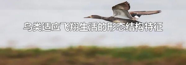 鸟类适应飞翔生活的形态结构特征