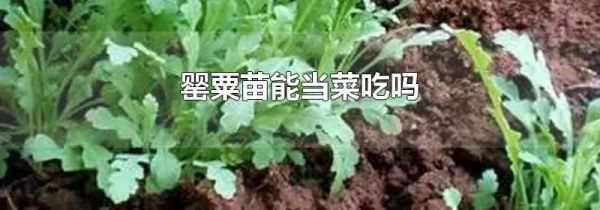 罂粟苗能当菜吃吗