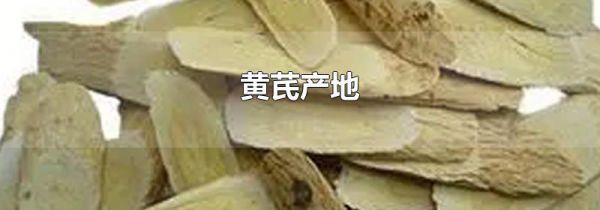 黄芪产地