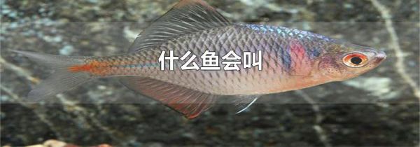 什么鱼会叫