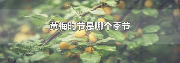 黄梅时节是哪个季节