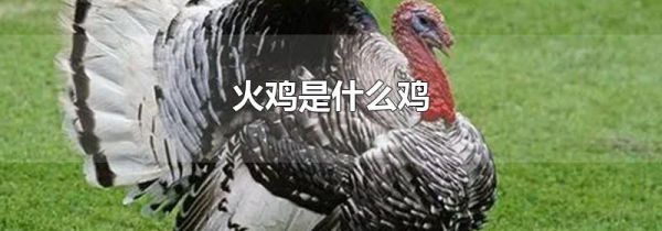 火鸡是什么鸡