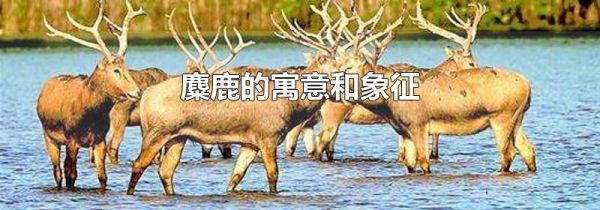 麋鹿的寓意和象征