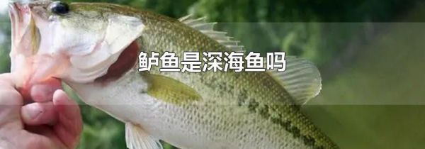 鲈鱼是深海鱼吗