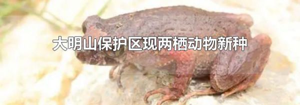 大明山保护区现两栖动物新种