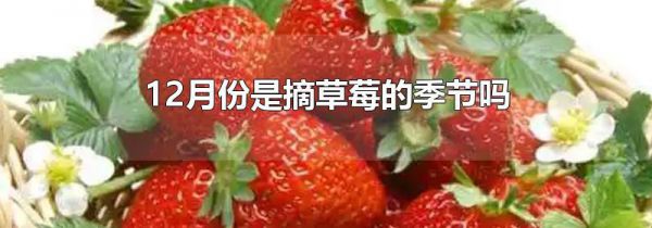 12月份是摘草莓的季节吗