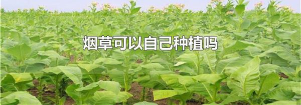 烟草可以自己种植吗