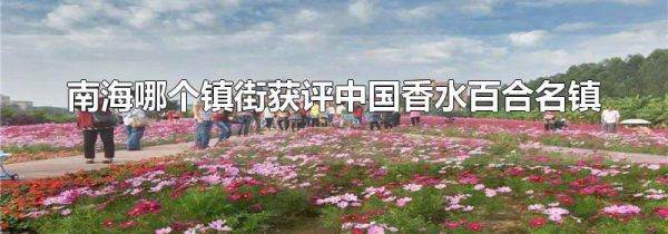 南海哪个镇街获评中国香水百合名镇