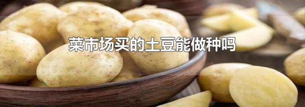 菜市场买的土豆能做种吗