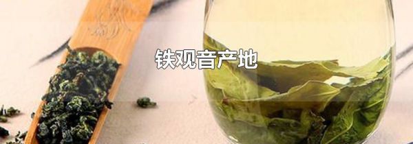 铁观音产地