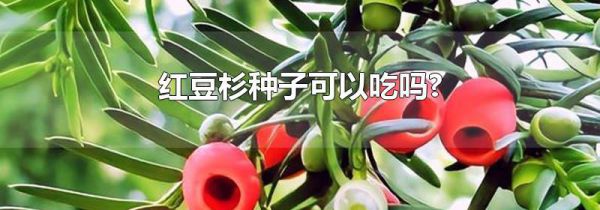 红豆杉种子可以吃吗?