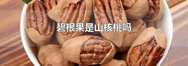 碧根果是山核桃吗