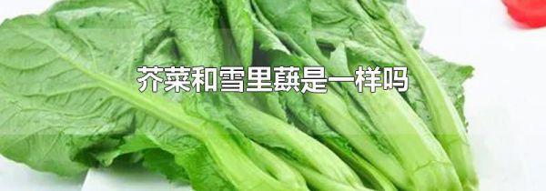 芥菜和雪里蕻是一样吗